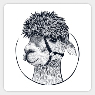 Guanaco Llama Vicuna Breeder Alpaca Magnet